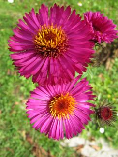 Aster novae-angliae 'Rubinschatz'