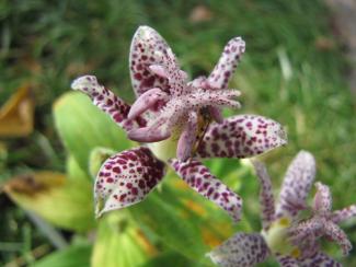 Tricyrtis hirta