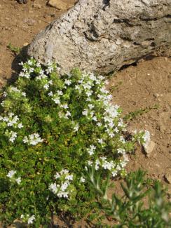 Thymus serpyllum 'Alba';