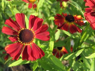 Helenium Hybr. 'Rubinzwerg'