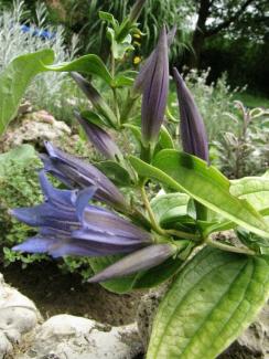 Gentiana asclepiadea