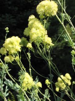 Thalictrum flavum ssp. glaucum