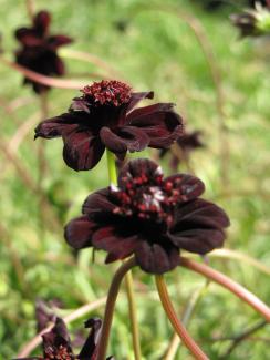 Cosmos atrosanguineus