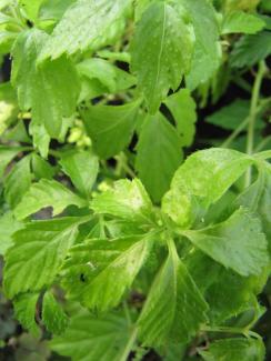 Gynostemma pentaphyllum