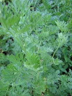 Artemisia vulgaris