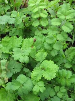 Sanguisorba minor