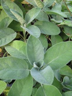 Salvia officinalis 'Berggarten'