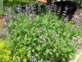 Salvia officinalis 'Dalmatinischer Salbei'