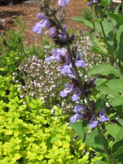 Salvia officinalis 'Dalmatinischer Salbei'