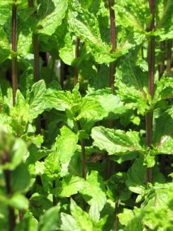 Mentha spicata var. crispa, Türkische Minze