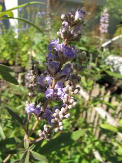 Vitex agnus-castus