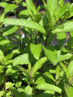 Mentha gentilis var. citrata 'Zitronenminze'