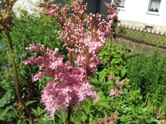 Filipendula rubra 'venusta'