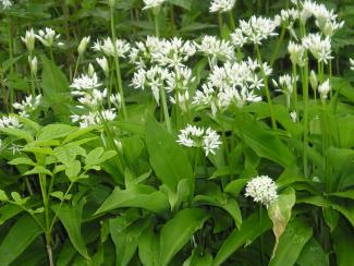 Allium ursinum