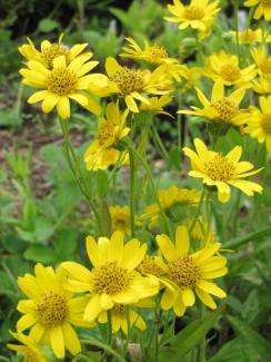 Arnica chamissonis