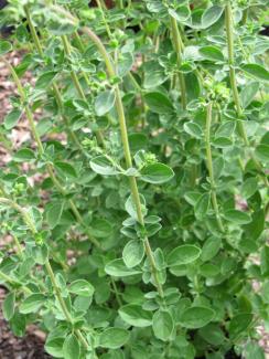 Origanum x majoricum