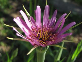Tragopogon porrifolius