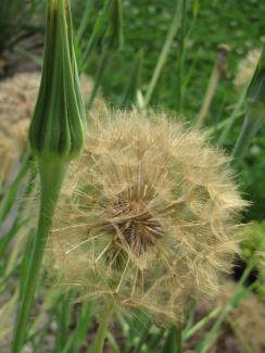 Tragopogon porrifolius