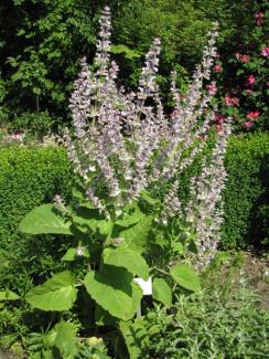 Salvia sclarea