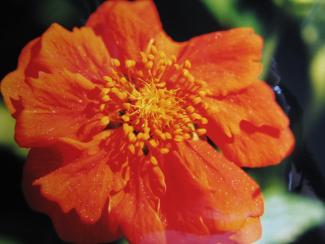 Geum coccineum 'Werner Arends'