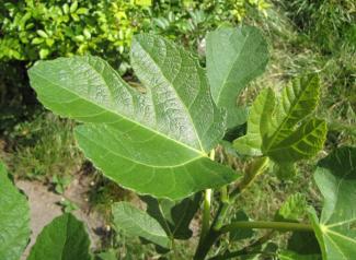 Ficus carica 'Brown Turkey'