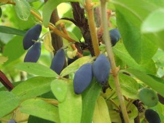 Lonicera kamtschatica 'Czelabinka'