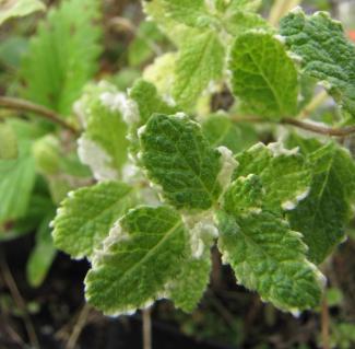 Mentha suaveolens variegata 'Weißbunte Ananasminze'