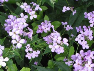 Hesperis matronalis