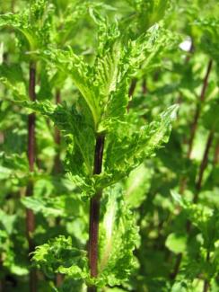 Mentha aquatica  var. crispa 'Krause Minze'