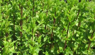 Mentha aquatica  var. crispa 'Krause Minze'