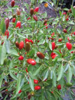 Capsicum annuum 'Sibirischer Hauspaprika'