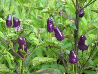 Capsicum sp. 'Ecuador Purple'