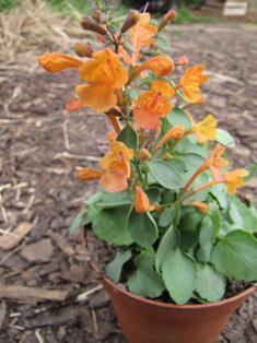 Agastache aurantiaca