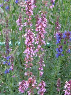 Hyssopus officinalis 'Roseus'