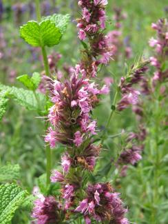 Hyssopus officinalis 'Roseus'