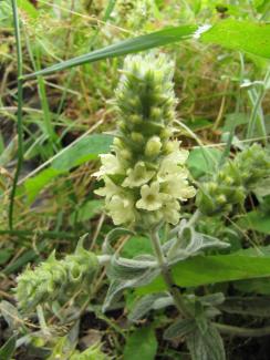 Sideritis syriaca