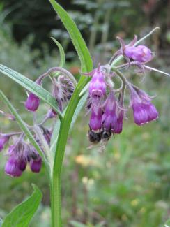 Symphytum officinale