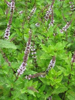 Mentha sp. 'Mojito-Minze'