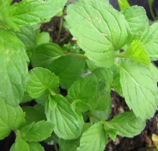 Mentha sp. 'Schweizer Minze'