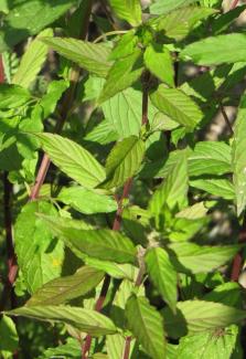 Mentha spicata, Grüne Minze, Spearmint