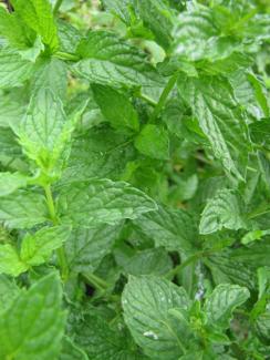 Mentha spicata crispa, Marokkanische Minze