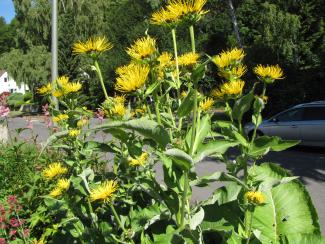 Inula magnifica