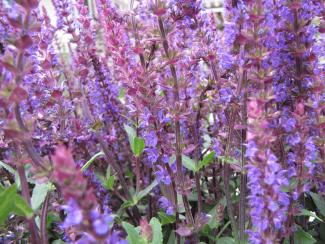 Salvia nemorosa 'Caradonna'