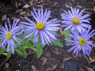 Aster x frikartii 'Mönch'