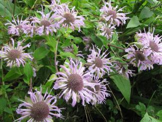 Monarda fistulosa