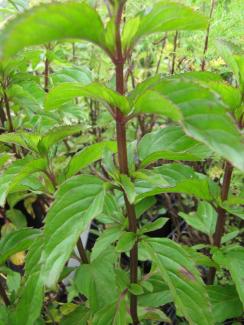 Mentha sp. 'Basilikum-Minze'