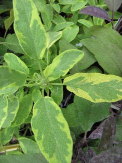 Salvia officinalis 'Icterina'