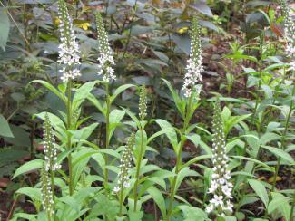 Lysimachia barystachys