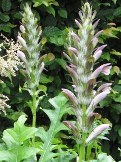 Acanthus balcanicus (hungaricus)