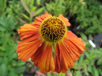 Helenium hybr. 'Baudirektor Linne'